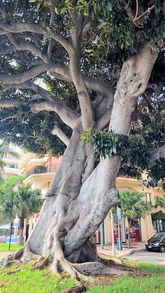 Menton : arbre remarquable